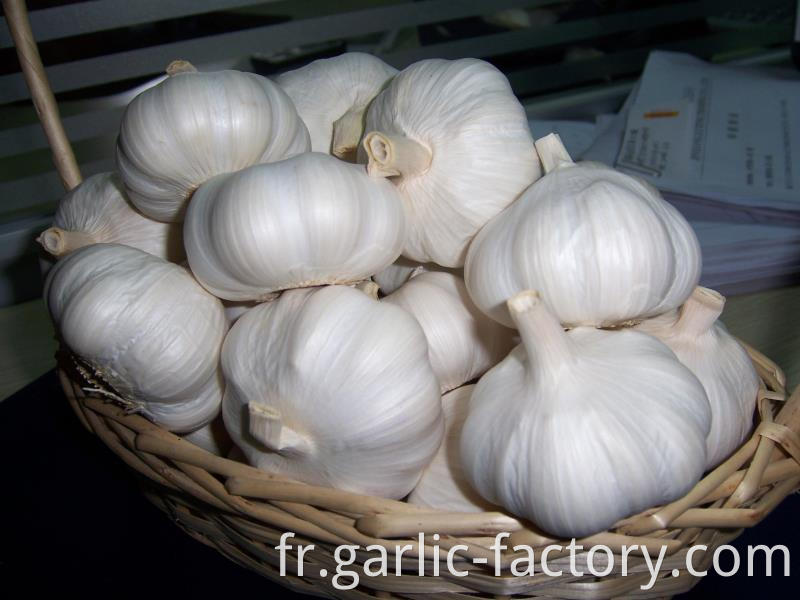 Fresh Garlic